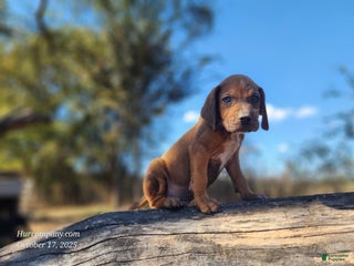 Mixed Breed dogs Fall 2025 Bloodahoula Male 2 - Ad 11