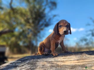 Mixed Breed dogs Fall 2025 Bloodahoula Male 2 - Ad 12