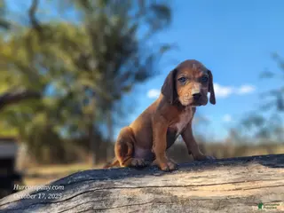 Mixed Breed dogs Fall 2025 Bloodahoula Male 2 - Ad 40