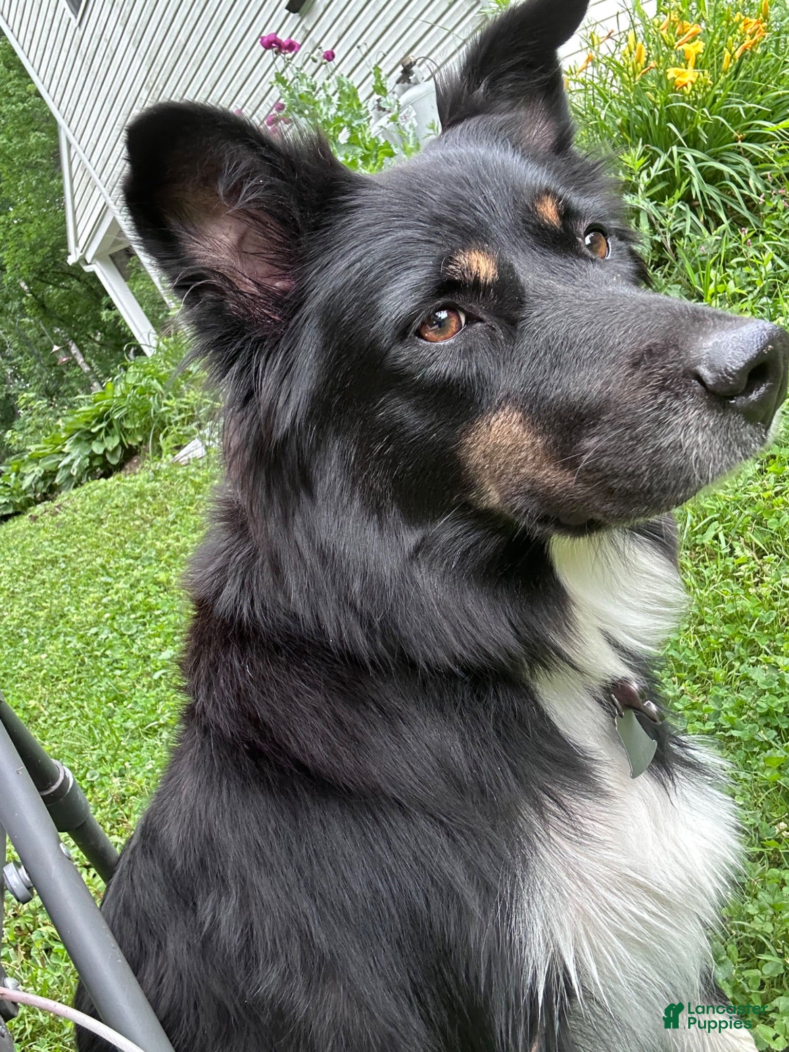 Australian Shepherd dogs Australian Shepherd - Ad 2