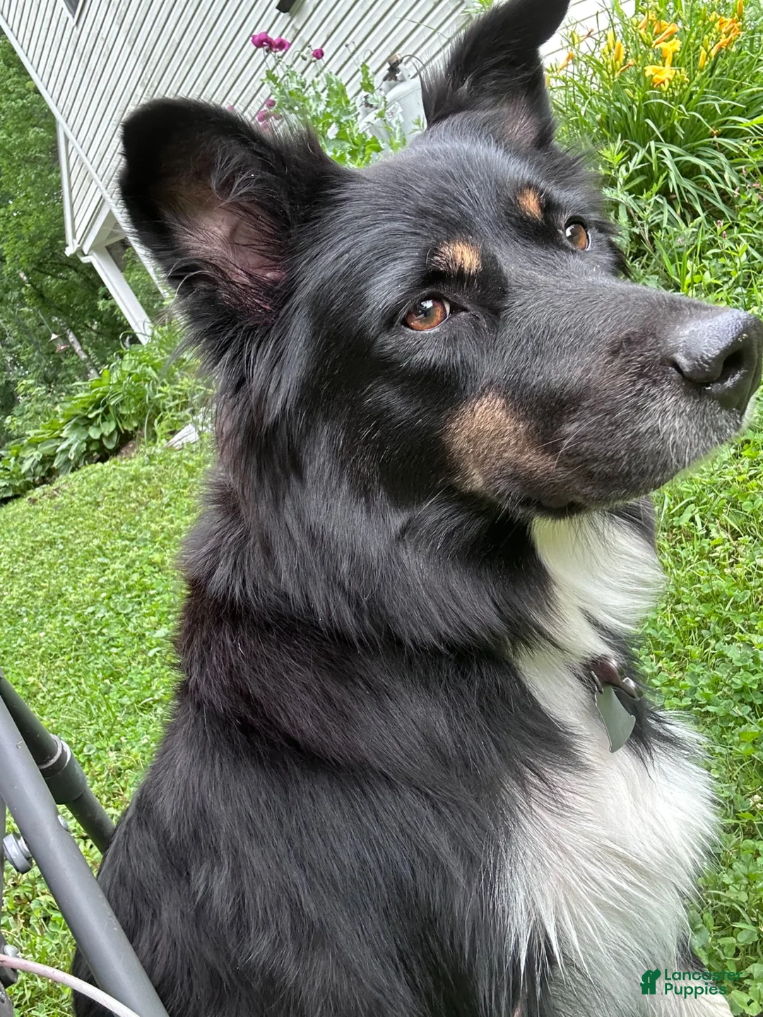 Australian Shepherd dogs for sale: Australian Shepherd - Ad 2