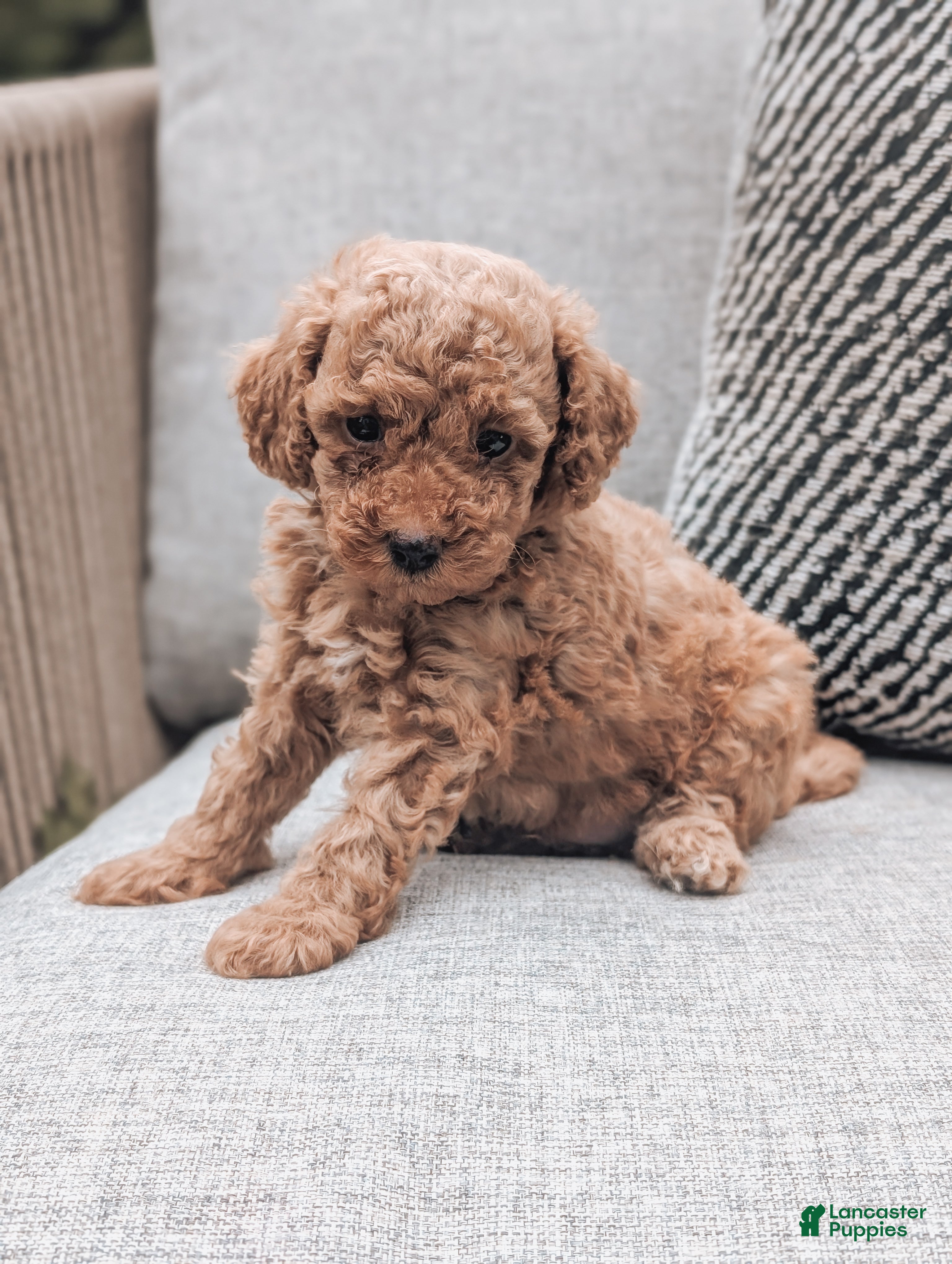 Toy Poodle dogs Pax - Ad 2