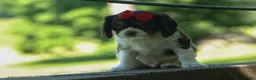 Cavalier King Charles Spaniel dogs for sale: Bentley 🐾🐶 - Ad 15
