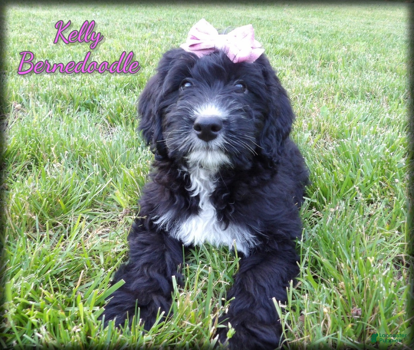 Bernedoodle dogs Kelly - Ad 1