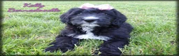Bernedoodle dogs for sale: Kelly - Ad 1