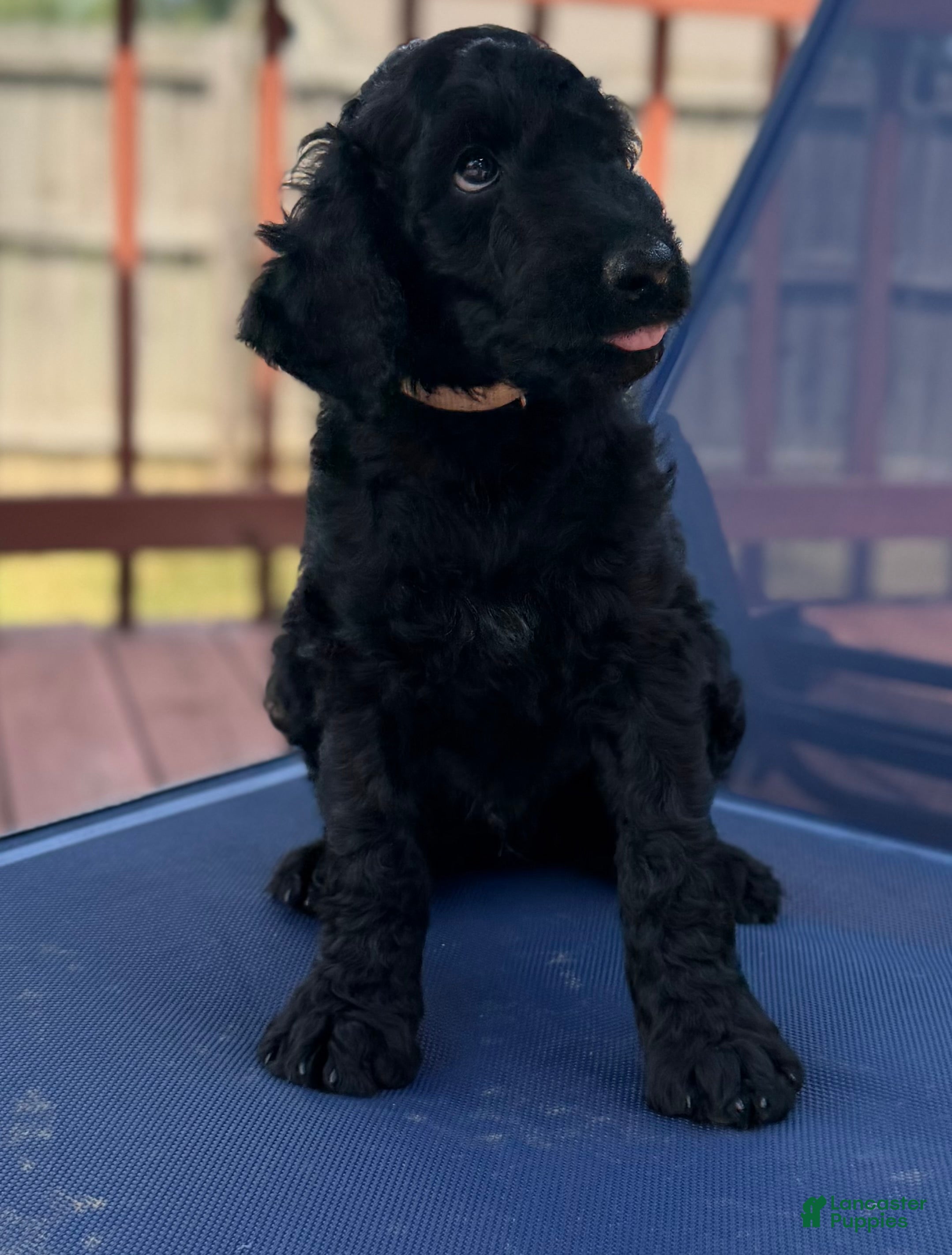 Aussiedoodle dogs TEN - Ad 7