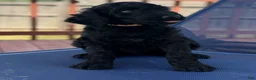 Aussiedoodle dogs for sale: TEN - Ad 1