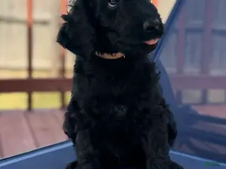 Aussiedoodle dogs TEN - Ad 1