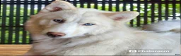 Siberian Husky dogs for sale: Green - Ad 6