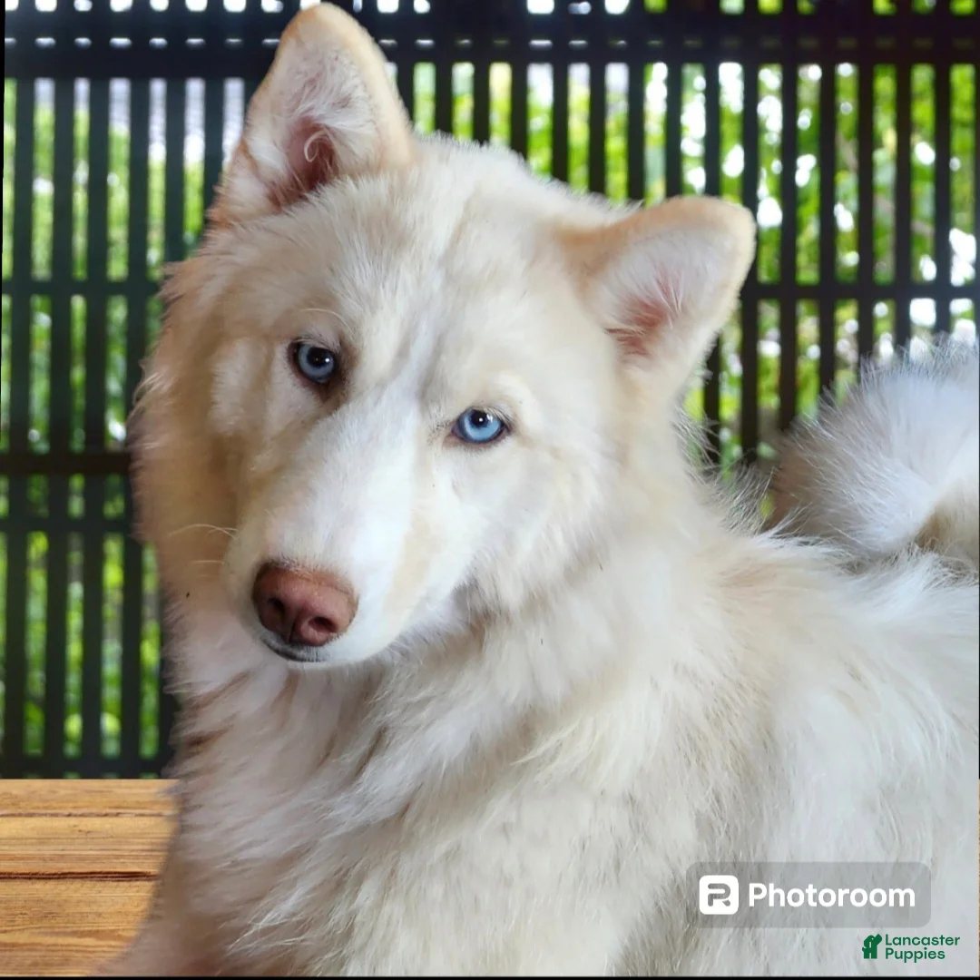 Siberian Husky dogs for sale: Green - Ad 6