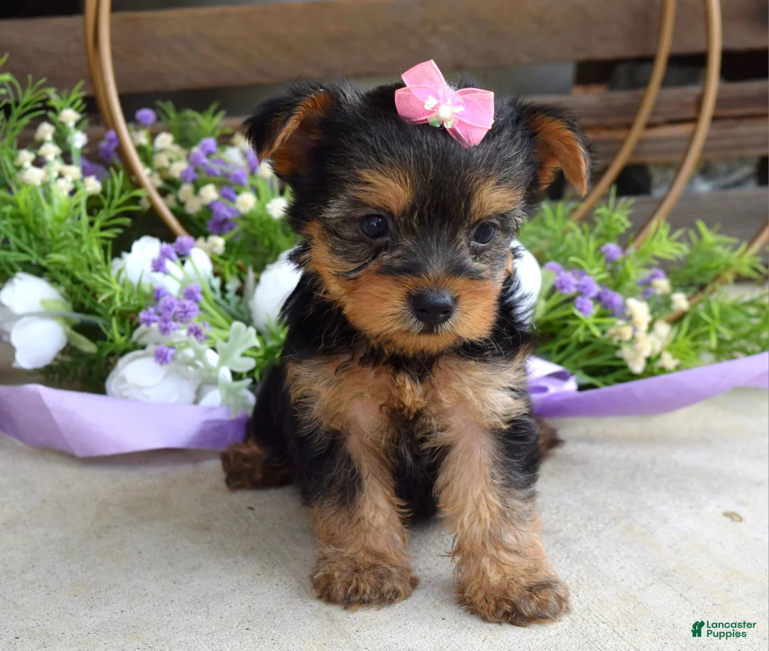 Yorkshire Terrier dogs for sale: Ava - Ad 2