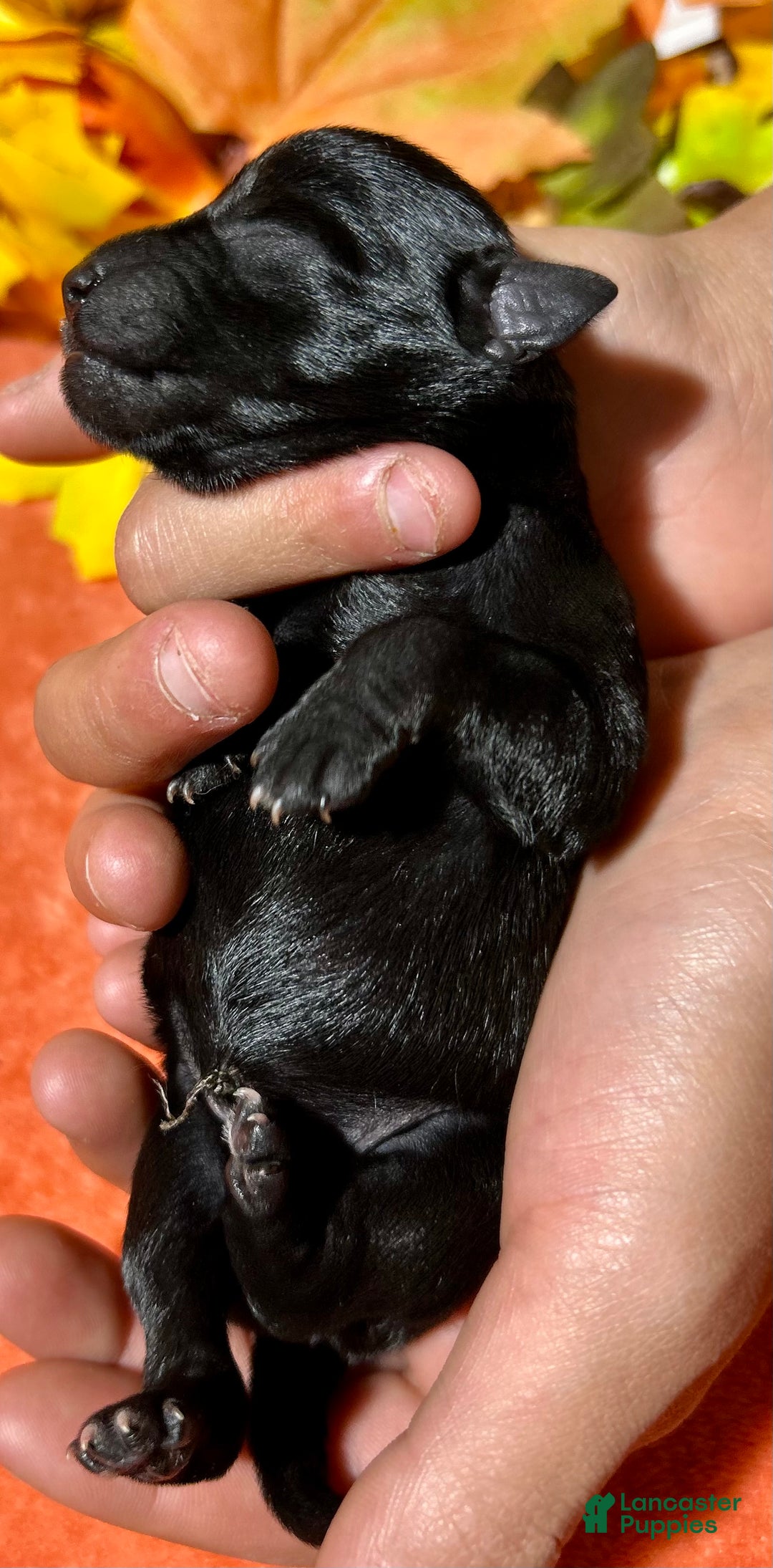 Miniature Schnauzer dogs for sale: Miniature Schnauzer Puppy 4 - Ad 13