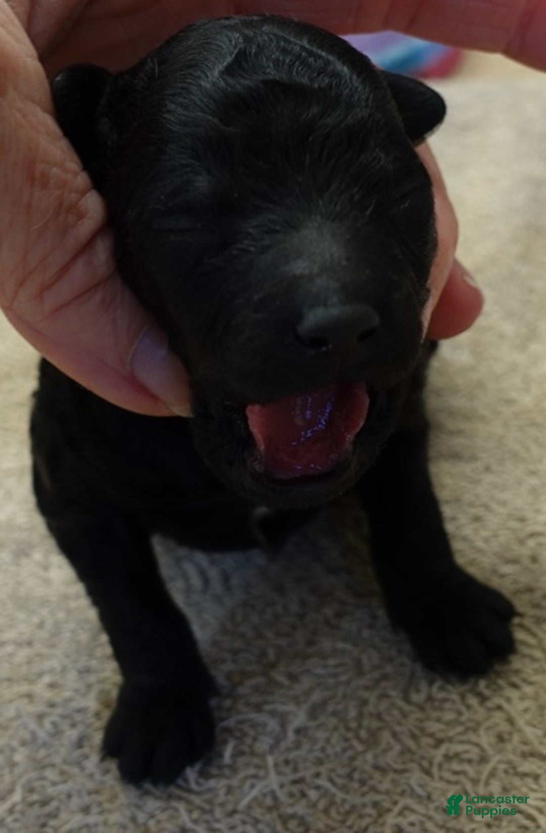 Toy Poodle dogs for sale: Kaida solid black - Ad 4