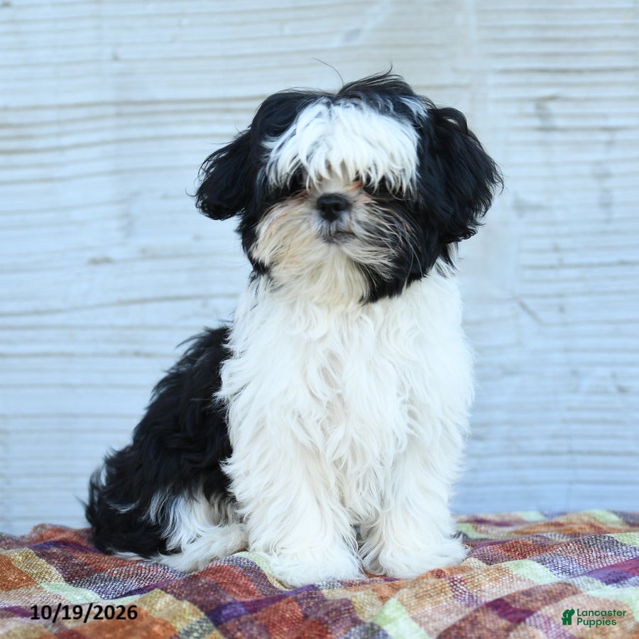 Teddy Bear dogs for sale: Merry  - Ad 1