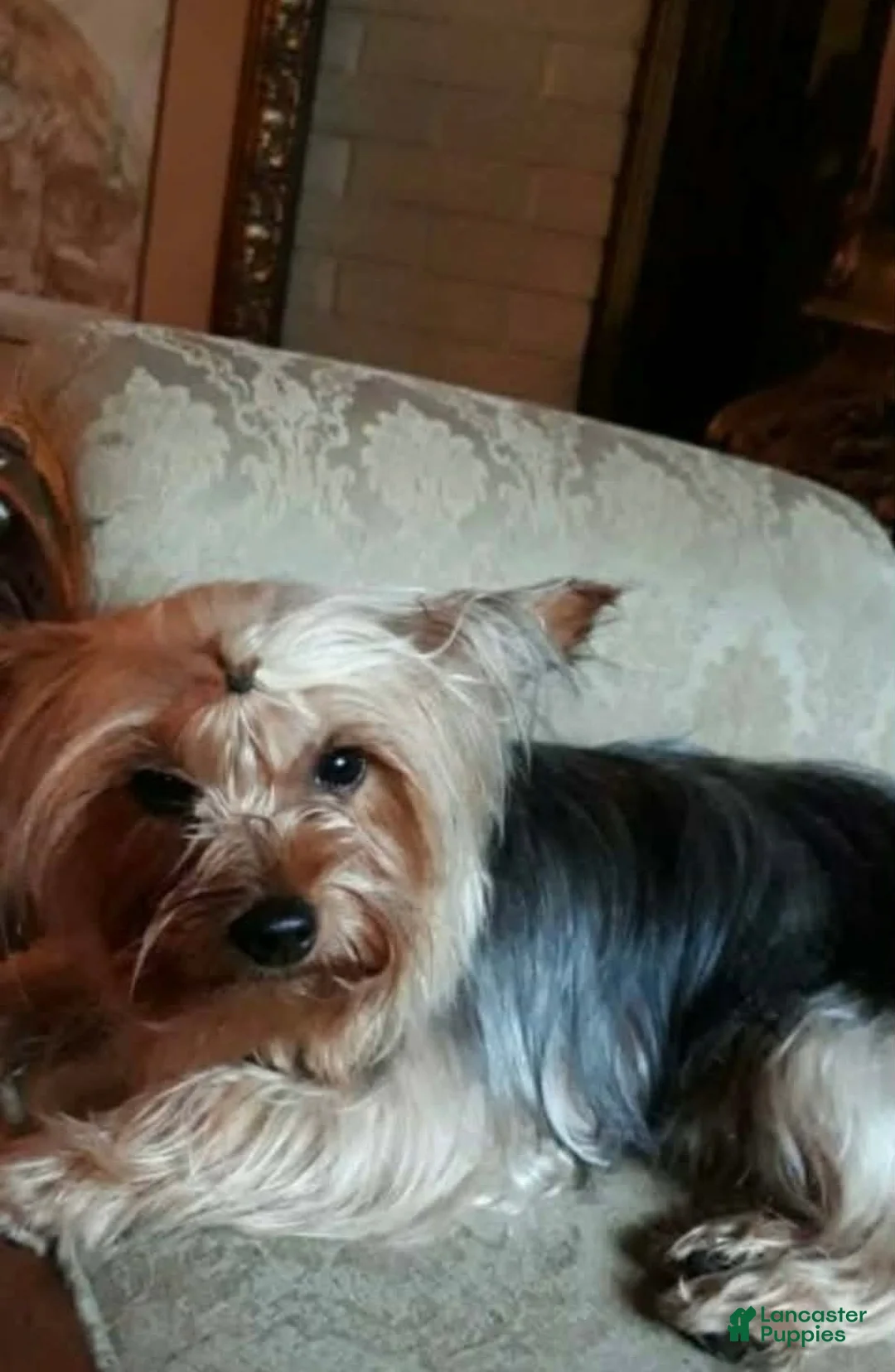 Yorkshire Terrier dogs for sale: Winston - Ad 6