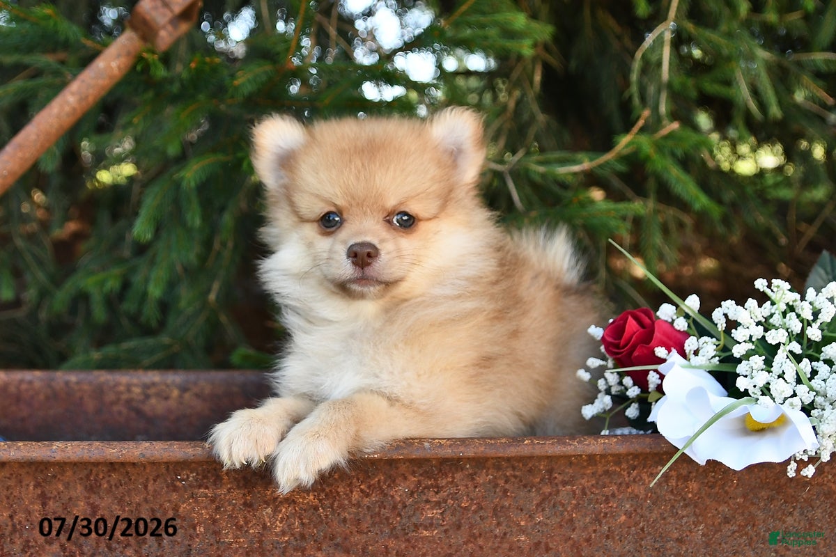 Pomeranian dogs Jack - Ad 2