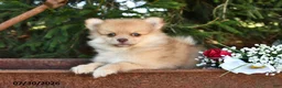 Pomeranian dogs for sale: Jack - Ad 2