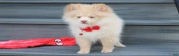 Pomeranian dogs for sale: Teddy  - Ad 11