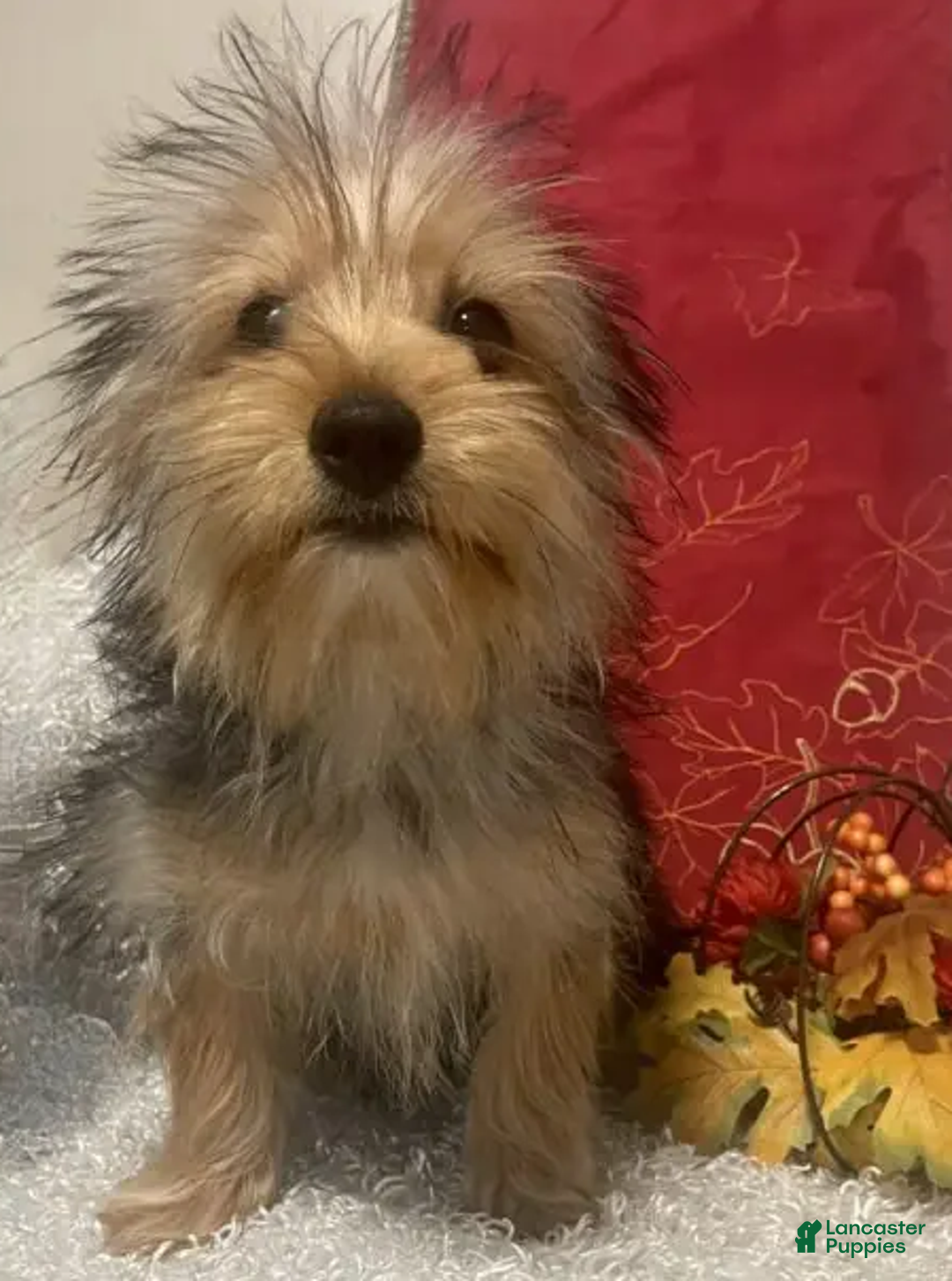 Yorkshire Terrier dogs for sale: Sammy - Ad 2