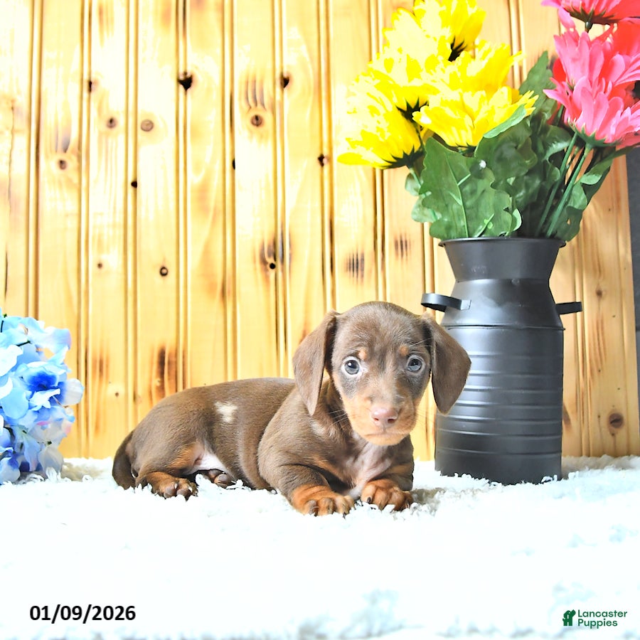 Miniature Dachshund dogs Marshal - Ad 36