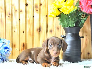 Miniature Dachshund dogs Marshal - Ad 32