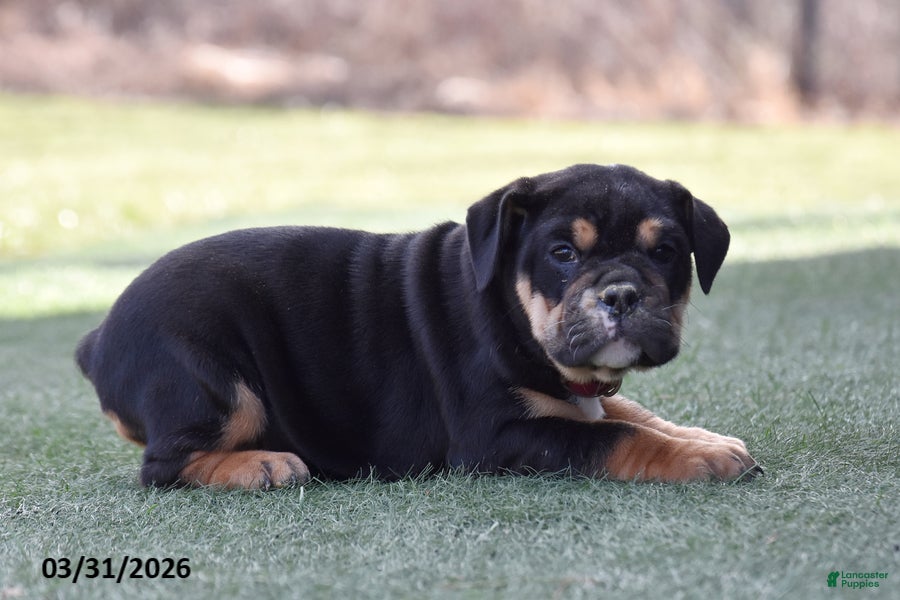 Olde English Bulldogge dogs Wynter - Ad 1