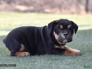 Olde English Bulldogge dogs for sale: Wynter - Ad 2