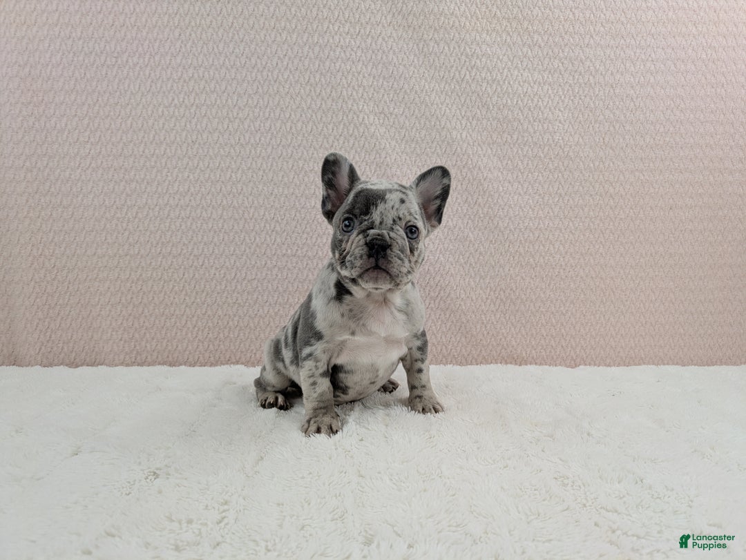 French Bulldog dogs for sale: Gracie - Ad 3