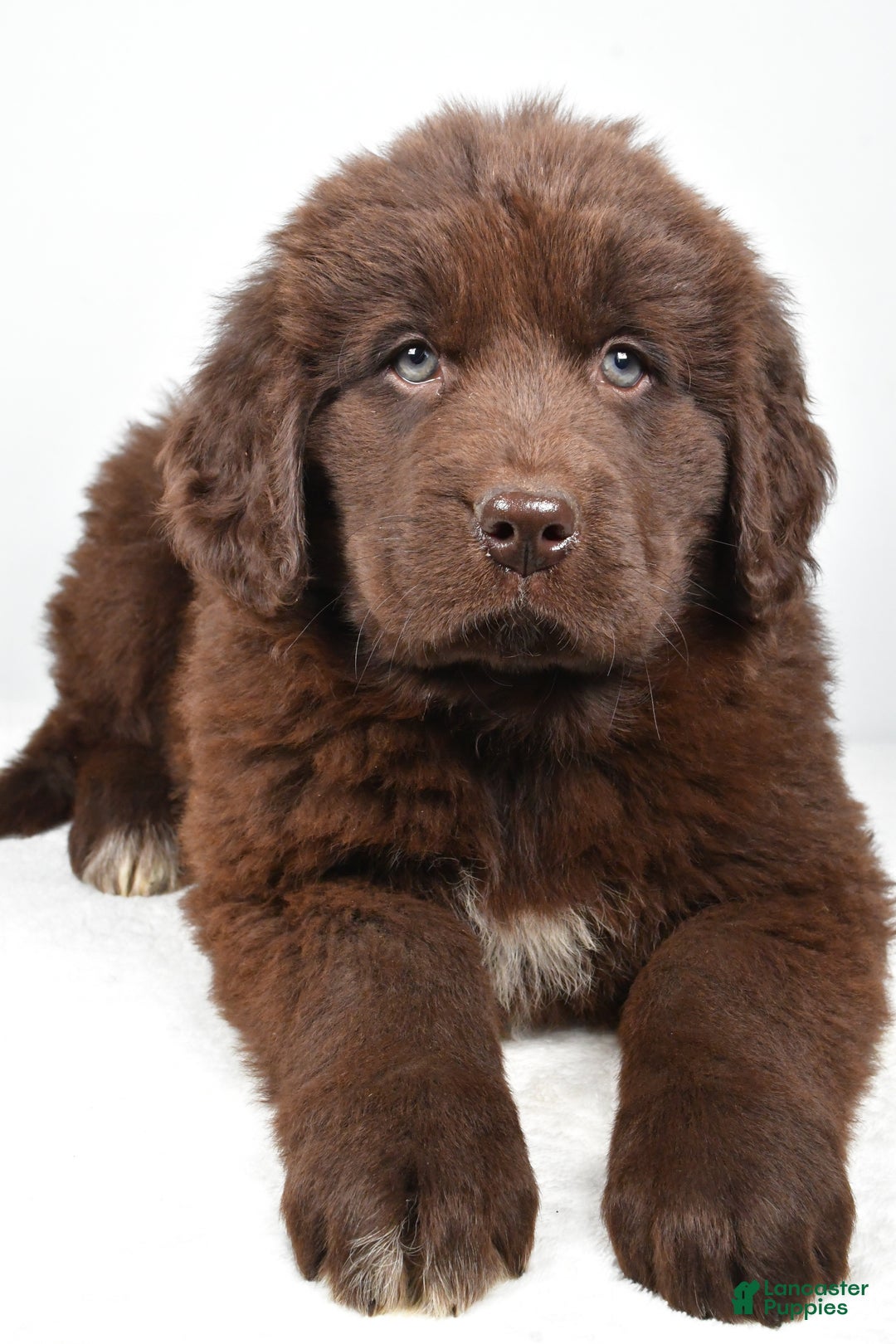 Newfoundland dogs for sale: Luna - Ad 4