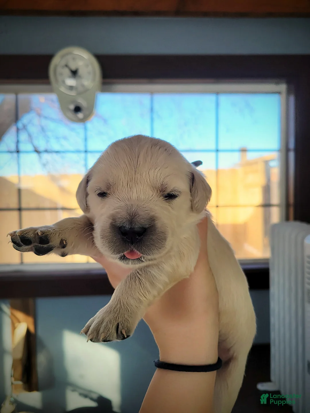 Golden Retriever dogs for sale: Chex - Ad 5