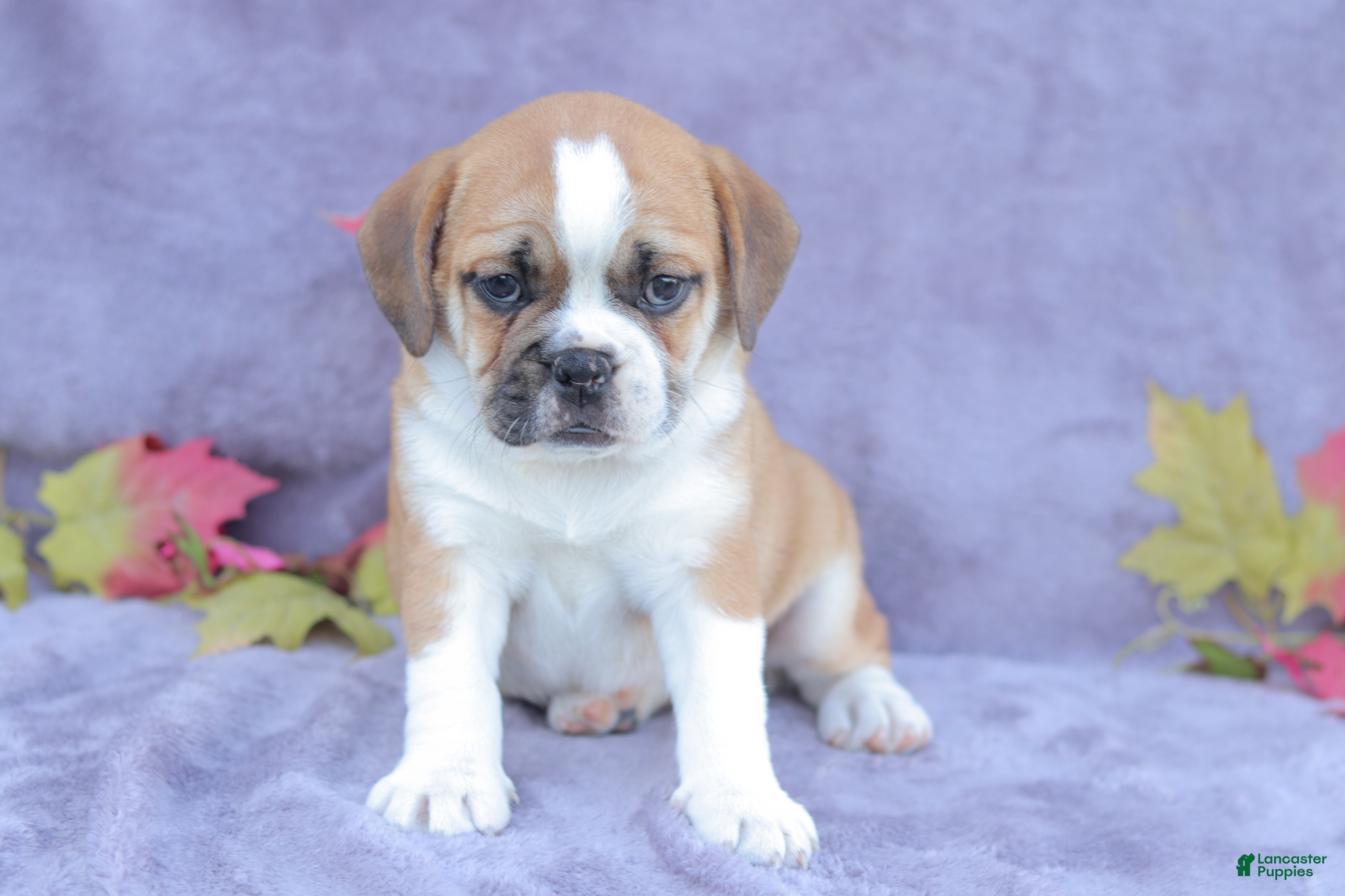 Mixed Breed dogs for sale: Jazz - Ad 1