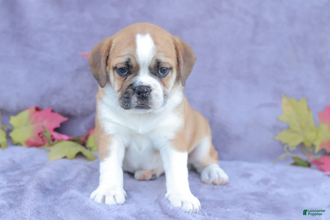 Mixed Breed dogs for sale: Jazz - Ad 1