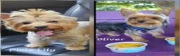 Yorkshire Terrier dogs for sale: Mouse CKC - Ad 6