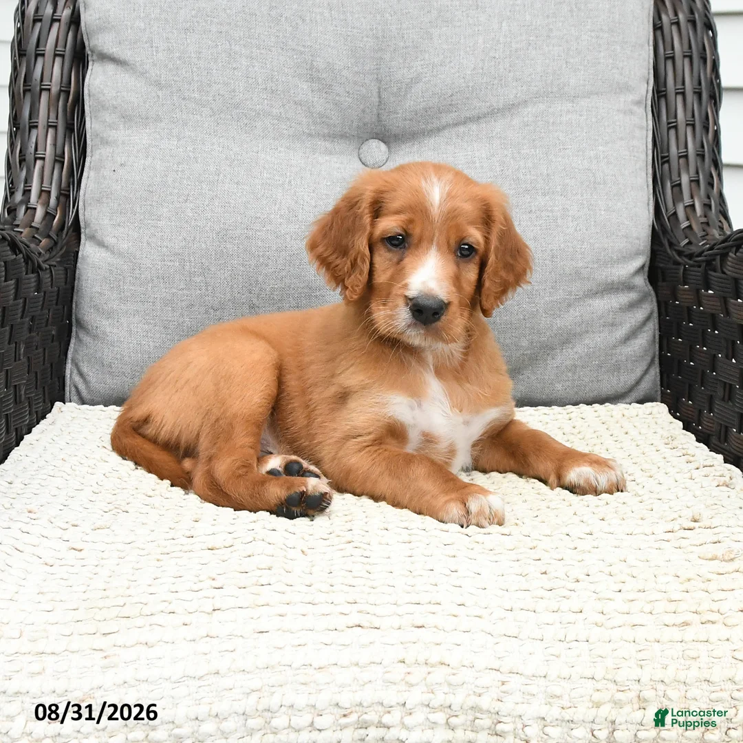 Mixed Breed dogs for sale: Copper - Ad 1
