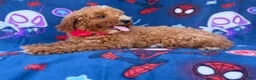 Mini Goldendoodle dogs for sale: Felix  - Ad 8