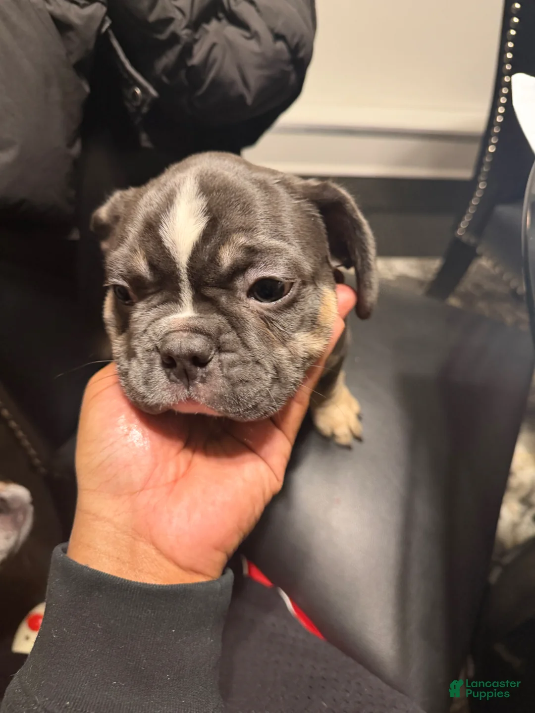 French Bulldog dogs for sale: French Bulldog Puppy 2 - Ad 2