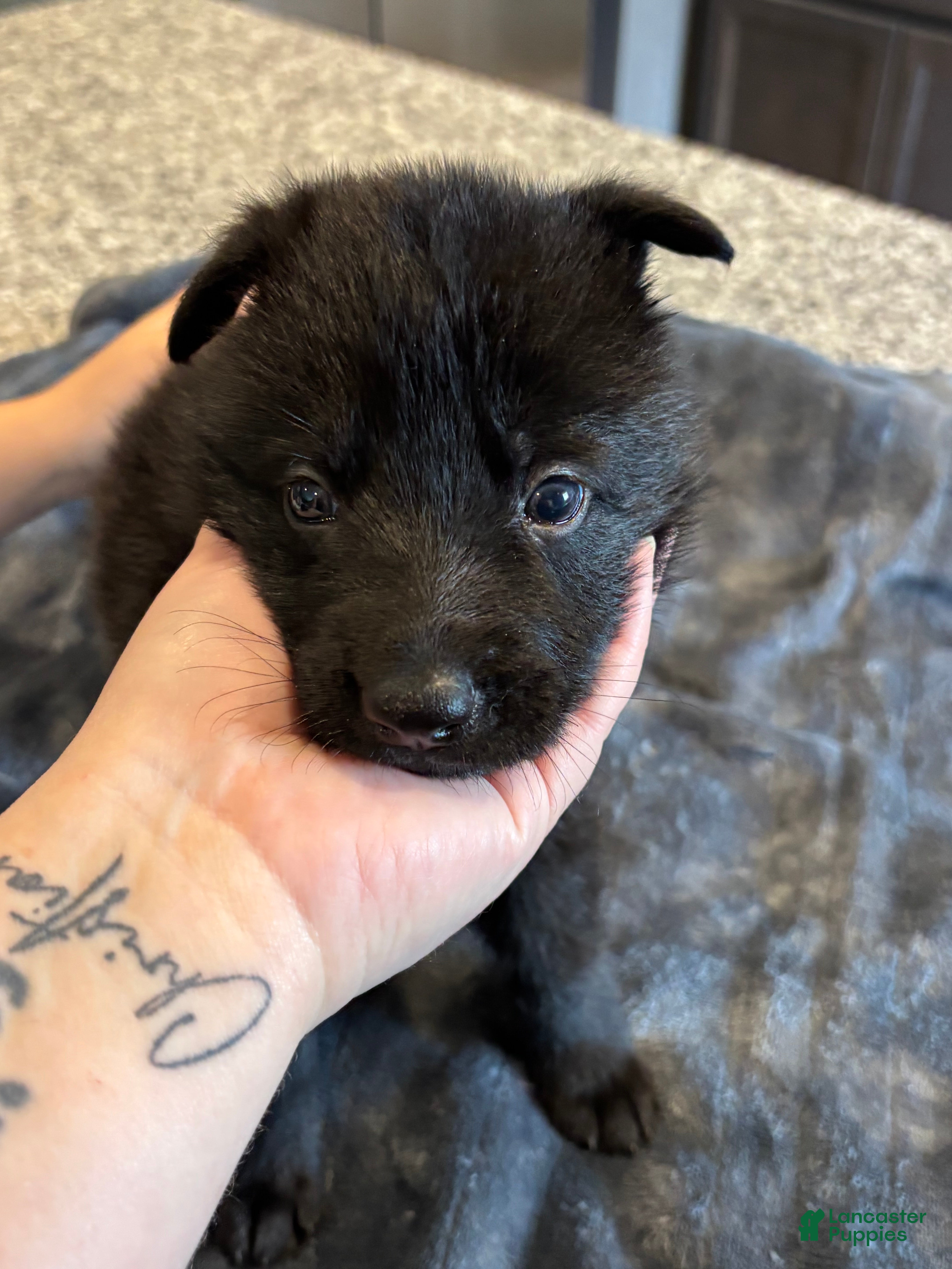 German Shepherd dogs for sale: German Shepherd Puppy 2 - Ad 3