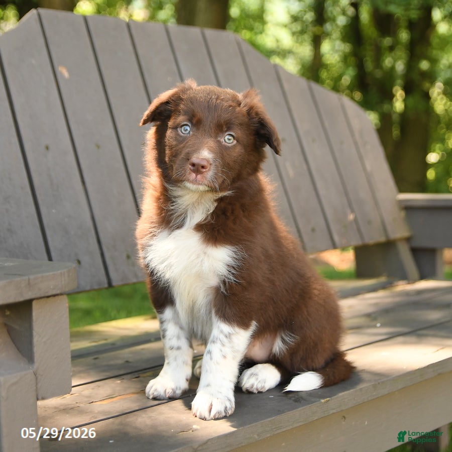 Border Collie dogs Meadow - Ad 1