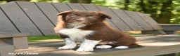 Border Collie dogs for sale: Meadow - Ad 1