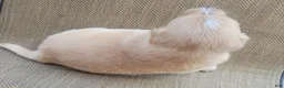 Australian Shepherd dogs for sale: Waffles - Ad 8