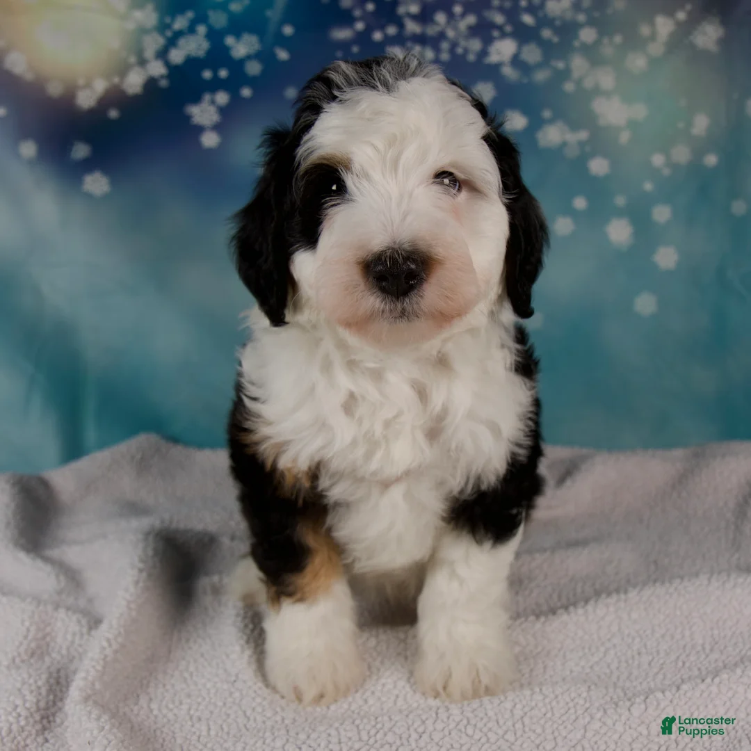 Mini Bernedoodle dogs for sale: Charles - Ad 1