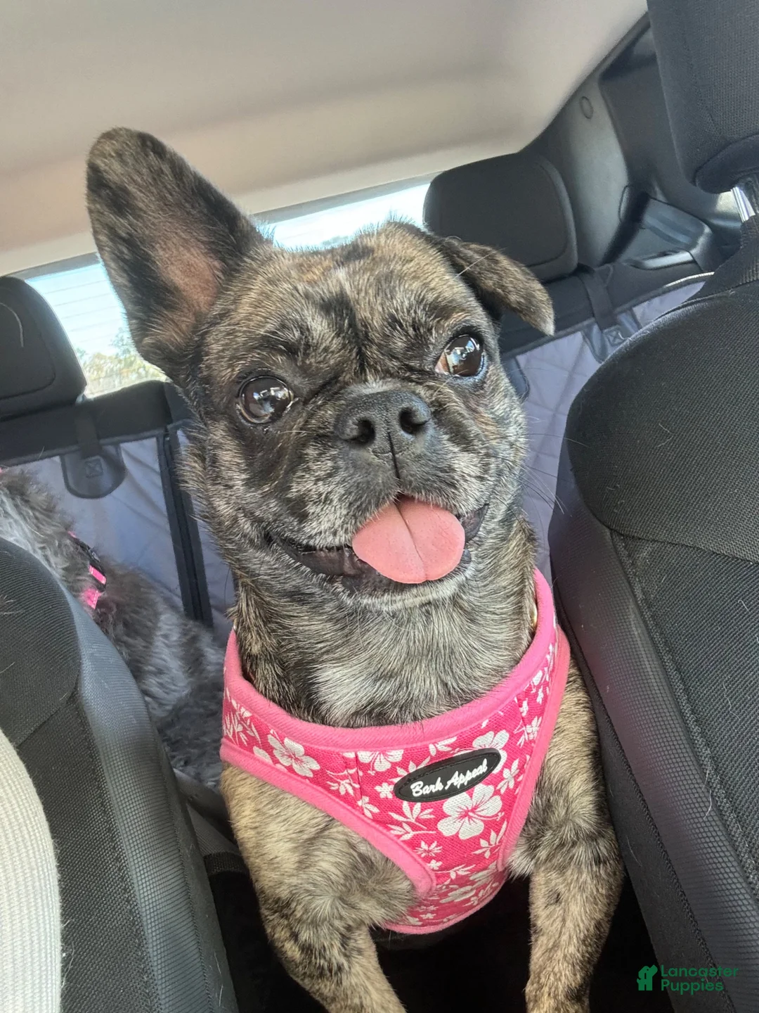 Mixed Breed dogs for sale: Beef - Ad 11