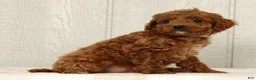Cavapoo dogs for sale: Benji - Ad 4