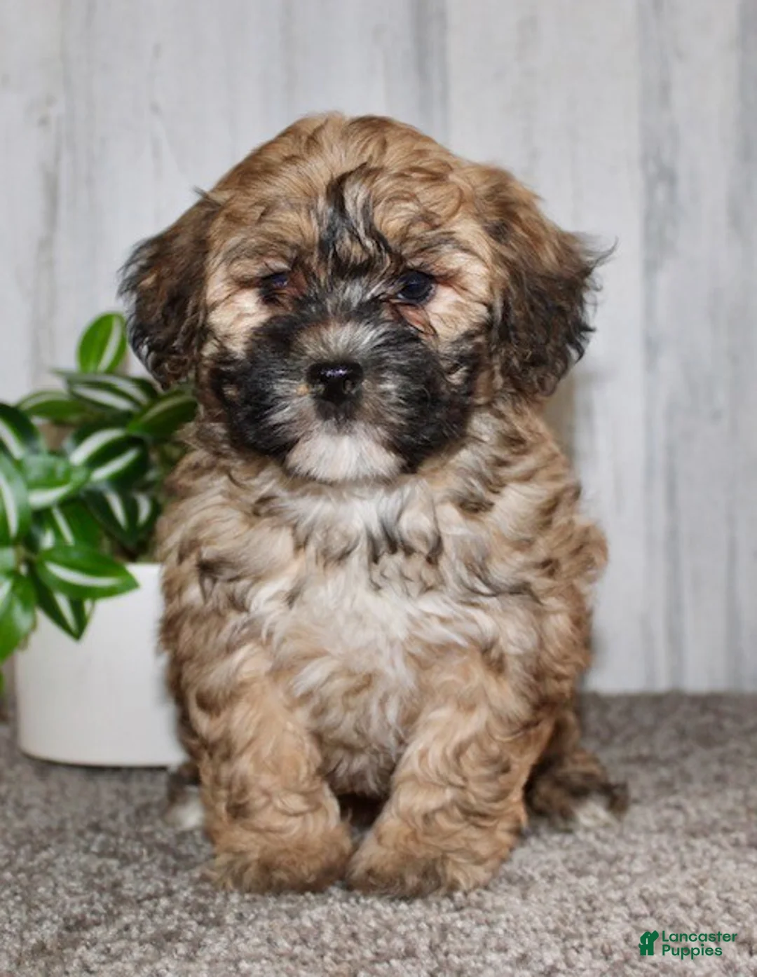Shihpoo dogs for sale: Lulu - Ad 2