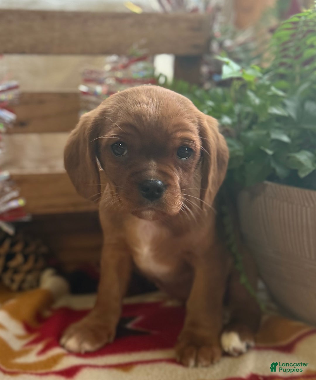 Mixed Breed dogs for sale: Sharla - Ad 6
