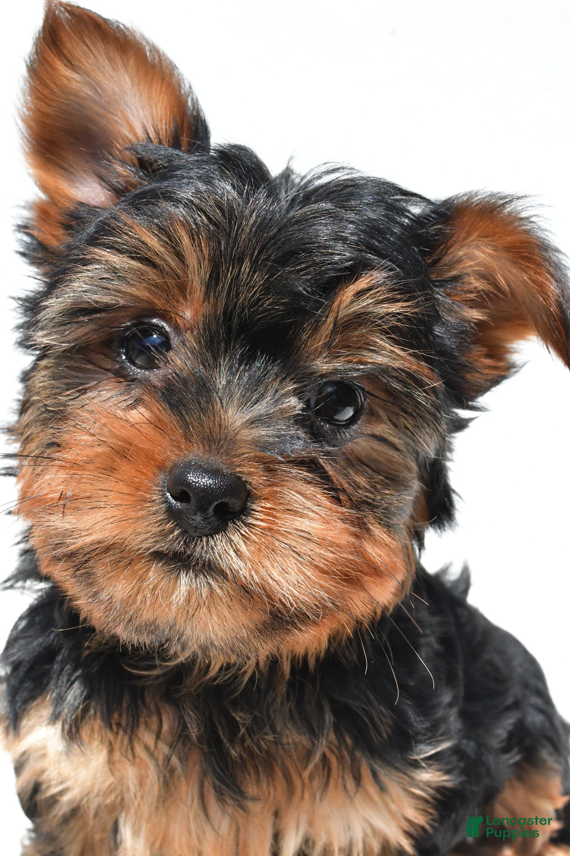 Yorkshire Terrier dogs Jackie - Ad 1