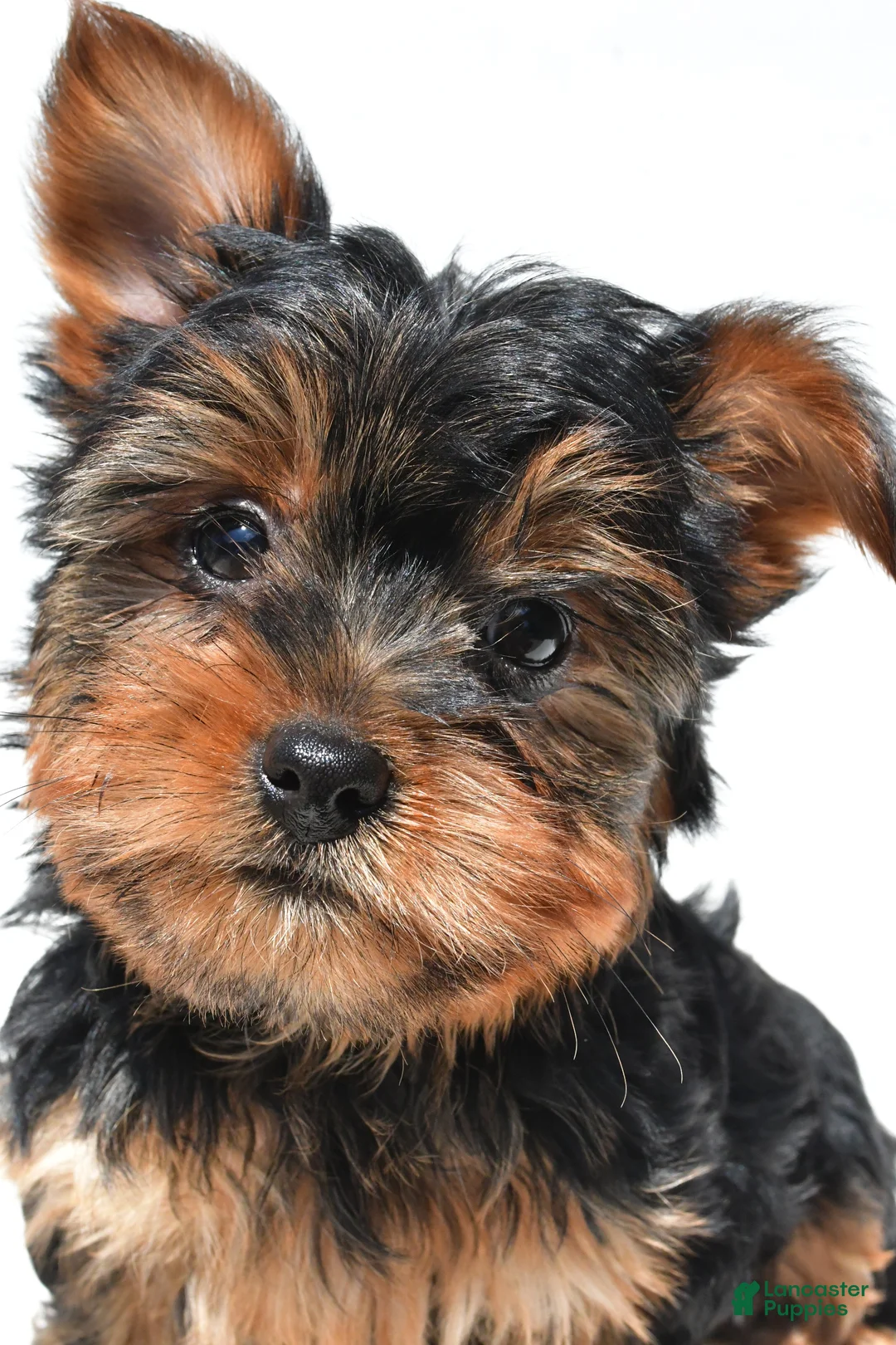 Yorkshire Terrier dogs for sale: Jackie - Ad 1