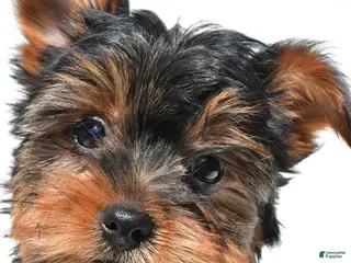 Yorkshire Terrier dogs for sale: Jackie - Ad 1
