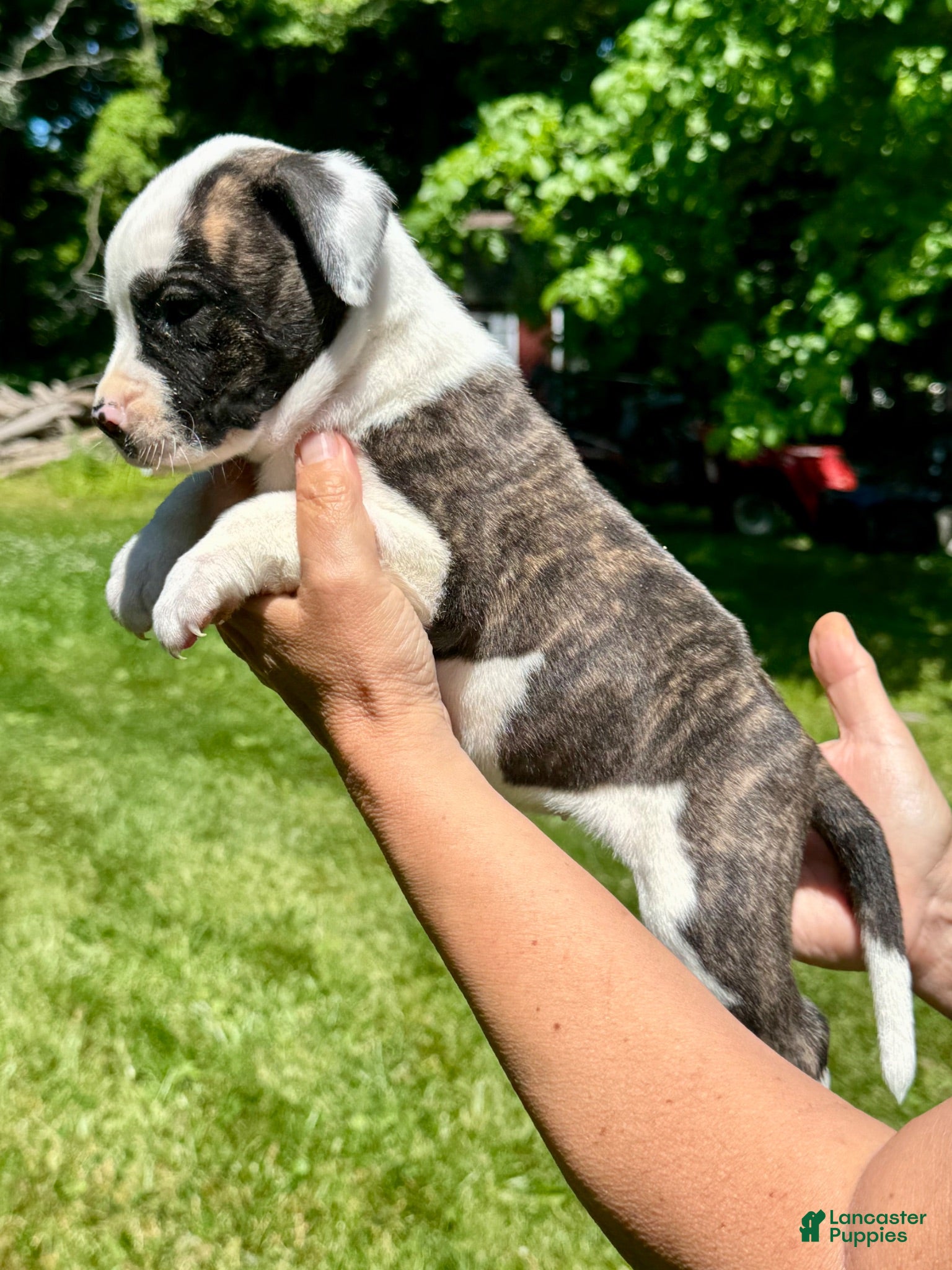 American Bulldog dogs Female 1 - Ad 2