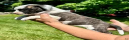 American Bulldog dogs for sale: Female 1 - Ad 2